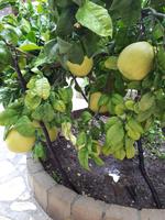 Pomelo Strauch Frauenkloster