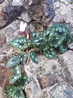 Spaziergang entlang der Küste - Akamas (17)