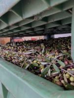 Oliven für die Olivenpresse