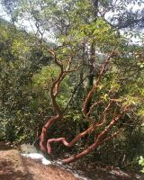 Ein Erdbeer aim, Madhari Naturlehrpfad