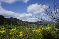 Goldstern vor Trodospanorama