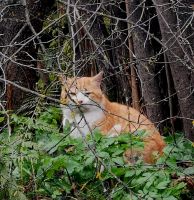 Wir werden im Wald beobachtet, Trodosgebirge