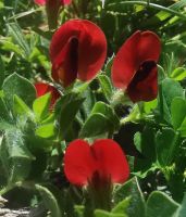 Die Blumen auf den Wiesen sind faszinierend, bei Pissouri
