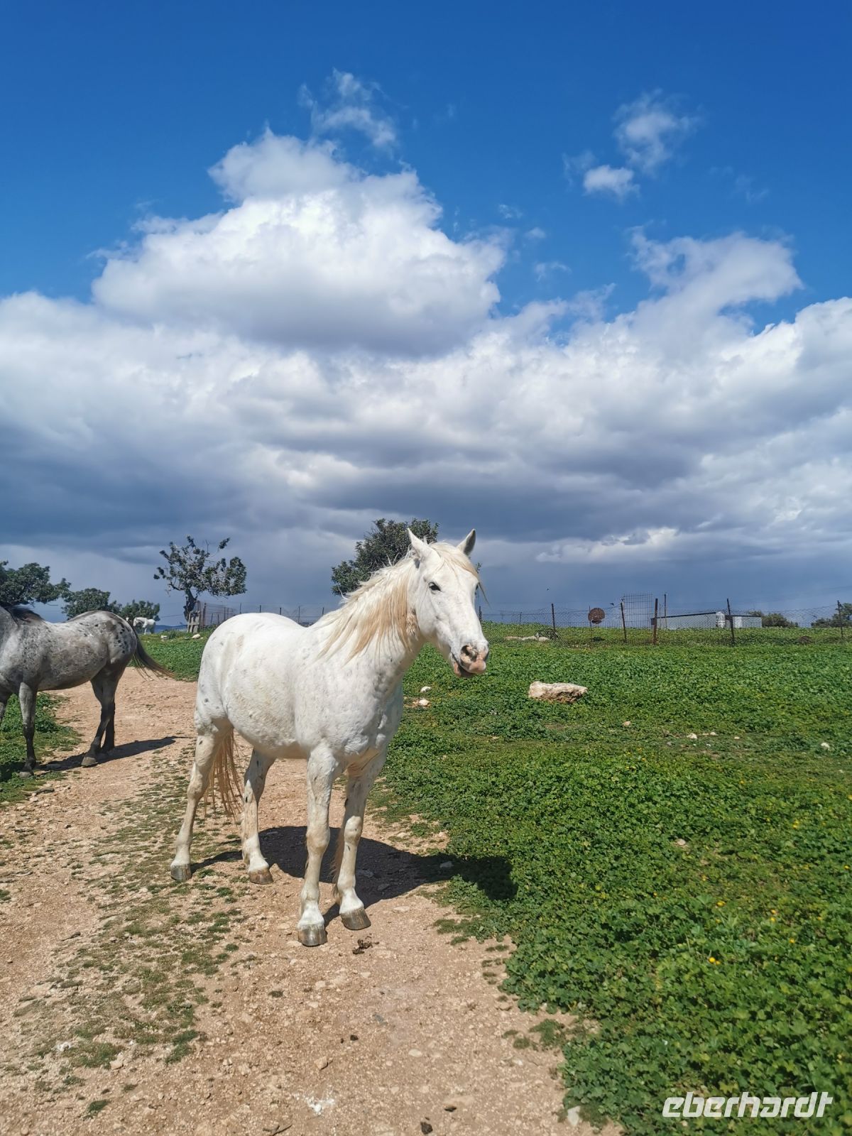 Neugierige Pferde kommen auf uns zu