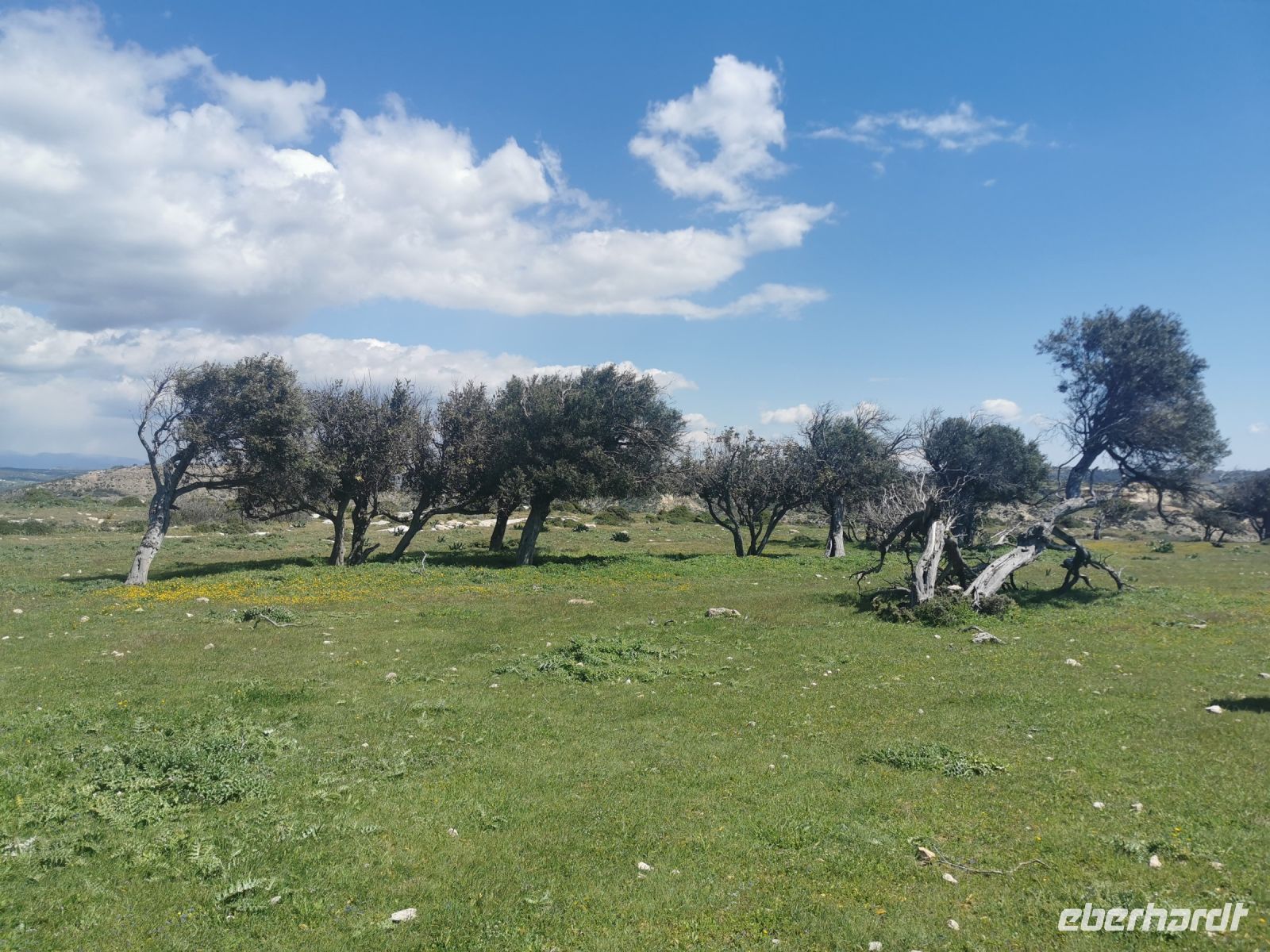Auf den Ebenen stehen knorrige Olivenbäume und stachelige Wildartischocken