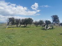 Auf den Ebenen stehen knorrige Olivenbäume und stachelige Wildartischocken