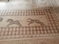 Tiermosaiken im Archäologischen Museum Paphos