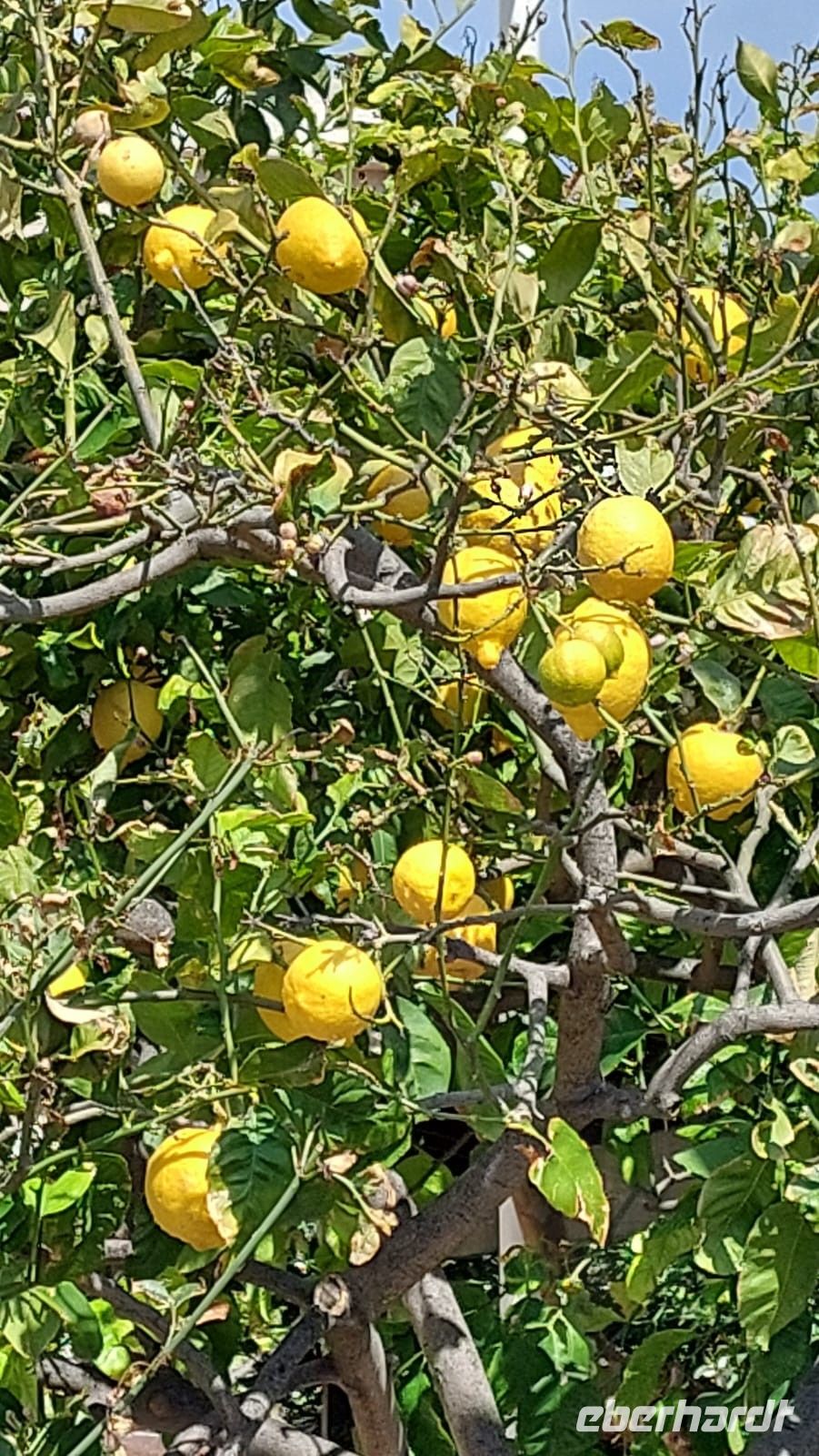 Zitronenbaum in Paphos, da fällt es schwer, dem Pflücken zu widerstehen