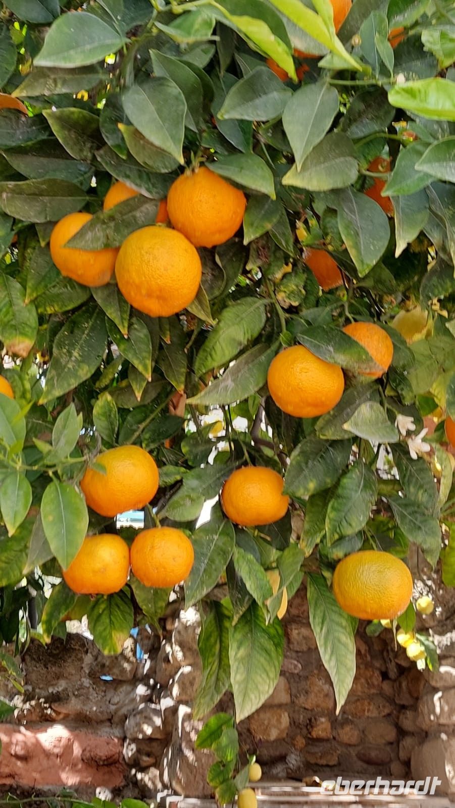 Orangenbaum in Paphos, und hier fällt es ebenfalls schwer, zu widerstehen