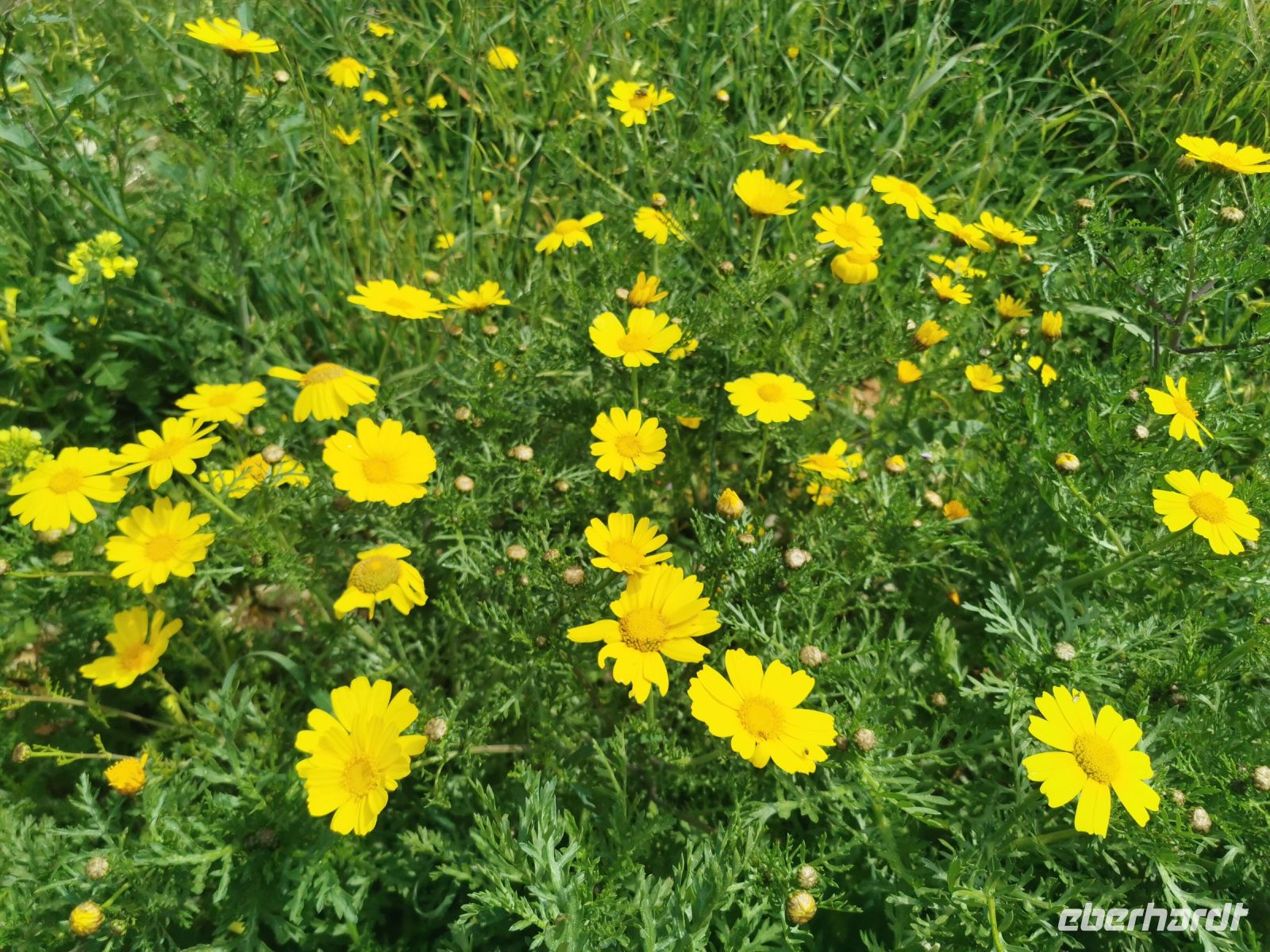 Üppig blühende Wiesen, Akamas Halbinsel