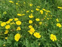 Üppig blühende Wiesen, Akamas Halbinsel