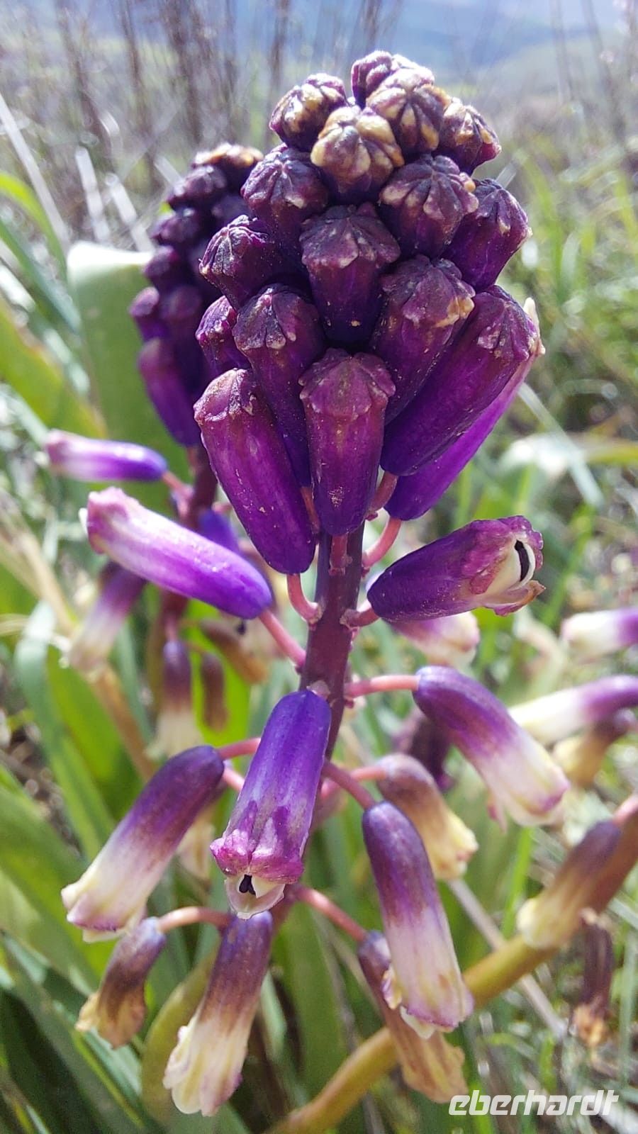 Die Vegetation auf der Akamas Halbinsel ist bunt und üppig