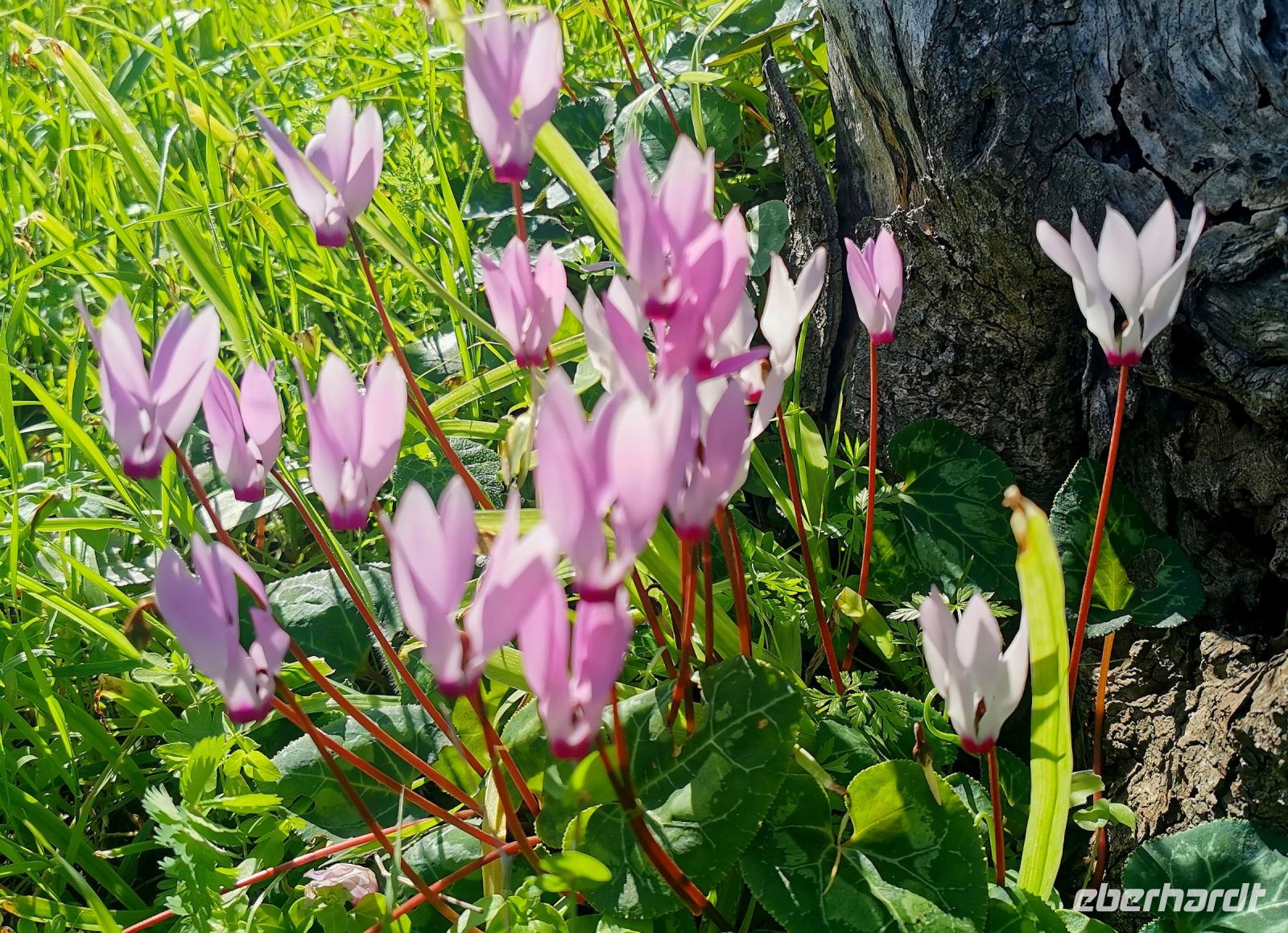 Alpenveilchen rund um uns herum, Adonis Nature Trail