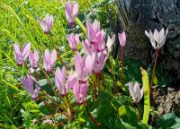 Alpenveilchen rund um uns herum, Adonis Nature Trail