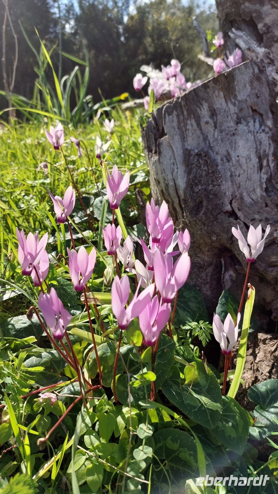 Alpenveilchen auf dem Adonis Nature Trail
