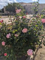 64. Aphrodite-Heiligtum