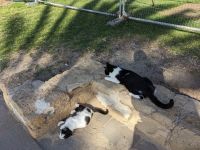 80. Nachmittagsspaziergang