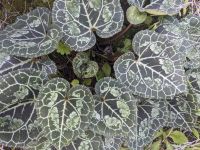 127. Akamas-Halbinsel