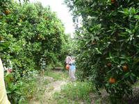 Beim Orangenpflücken