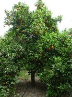 Beim Orangenpflücken