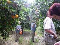 Beim Orangenpflücken