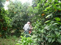 Beim Orangenpflücken