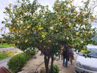 Mehrfruchtbaum vor Savvas Pottery