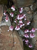 Moosglöckchen am Wegrand &ndash; &copy; Peter Walther (Eberhardt TRAVEL)