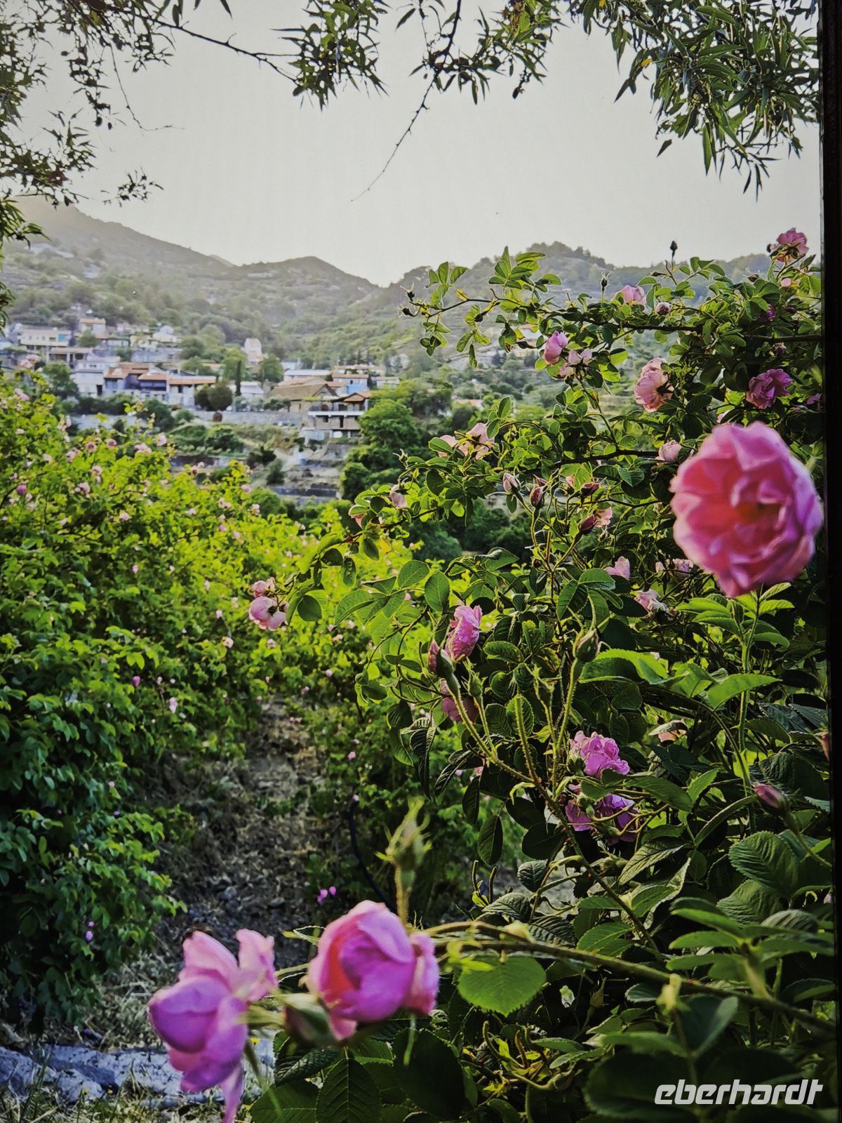 Besichtigung Rosenmanufaktur in Agros, Zypern &ndash; &copy;  (Eberhardt TRAVEL)