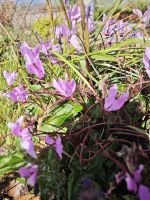 Wilde Alpenveilchen, Zypern &ndash; &copy; Peter Walther (Eberhardt TRAVEL)