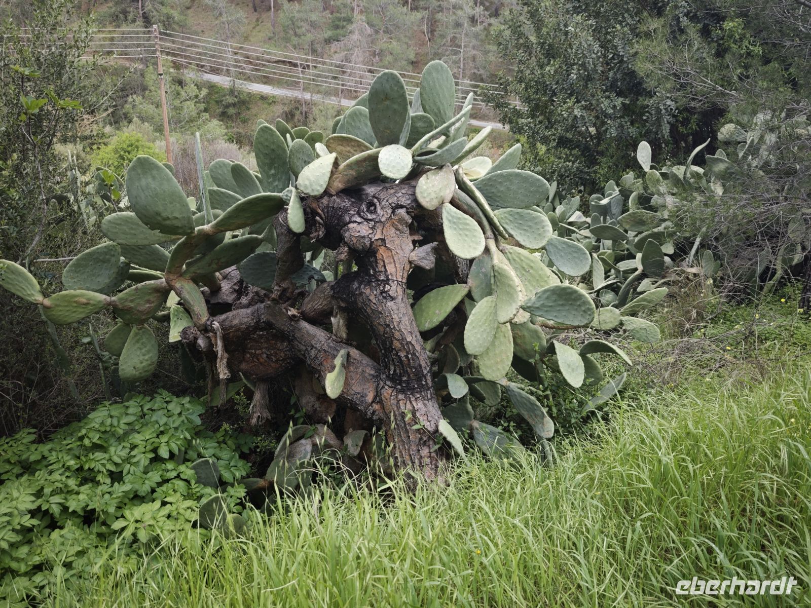 Am Wegesrand des Bachdurchquerung auf dem Gialia Nature Trail bei Gialia, Zypern &ndash; &copy;  (Eberhardt TRAVEL)