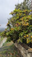 Mispelbaum &ndash; &copy; Geena Dutschmann (Eberhardt TRAVEL)