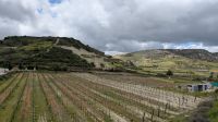Weingut Ktima Gerolemo, Omodos &ndash; &copy; Geena Dutschmann (Eberhardt TRAVEL)