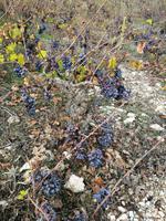 277 Wein