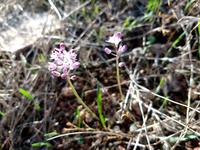 288 Herbstblaustern