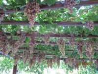 Dorfrundgang in Agros