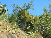 Dorfrundgang in Agros