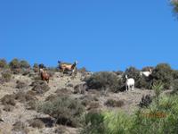 Wanderung im Zeichen des Halloumi