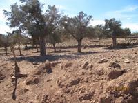 Wanderung im Zeichen des Halloumi