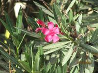 Hafen von Pafos und Archäologischer Park