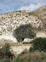 Pissouri-Wanderung