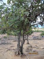 Wanderung oberhalb der Avagas-Schlucht