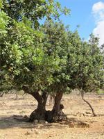 Wanderung oberhalb der Avagas-Schlucht