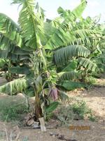 Wanderung oberhalb der Avagas-Schlucht