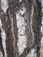 Troodosgebirge - Persephonie Wanderweg