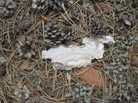 Troodosgebirge - Persephonie Wanderweg