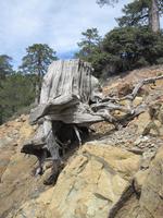 Troodosgebirge - Persephonie Wanderweg