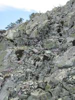 Blümchen am Wegesrand