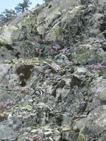 Blümchen am Wegesrand