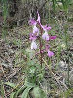 zarte Blumen am Wegesrand